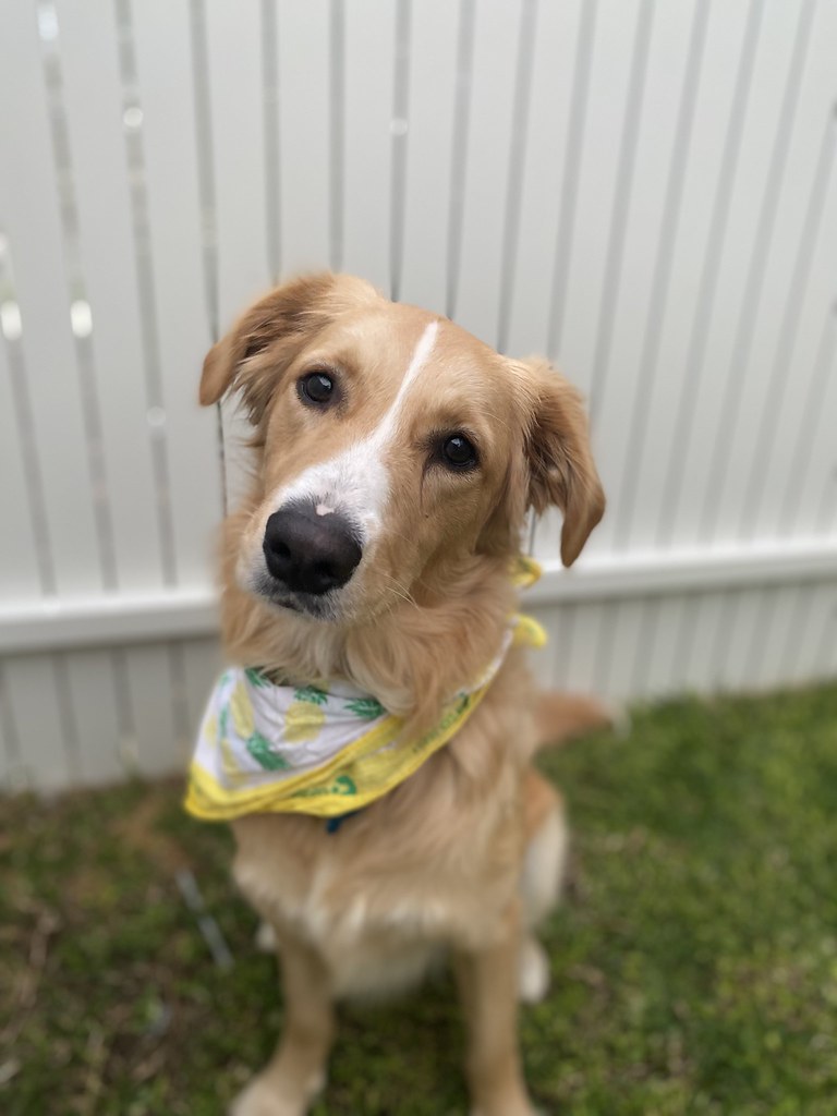 Pet Fresh 2022 Giveaway Entrant Pet Fresh Giveaway Entries… Flickr