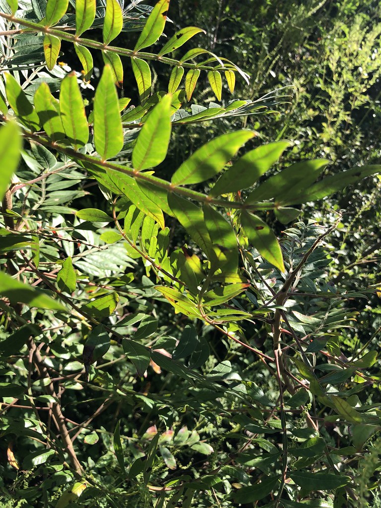 Winged Sumac Top Leaf A species of Sumac (Rhus) also kno… Flickr