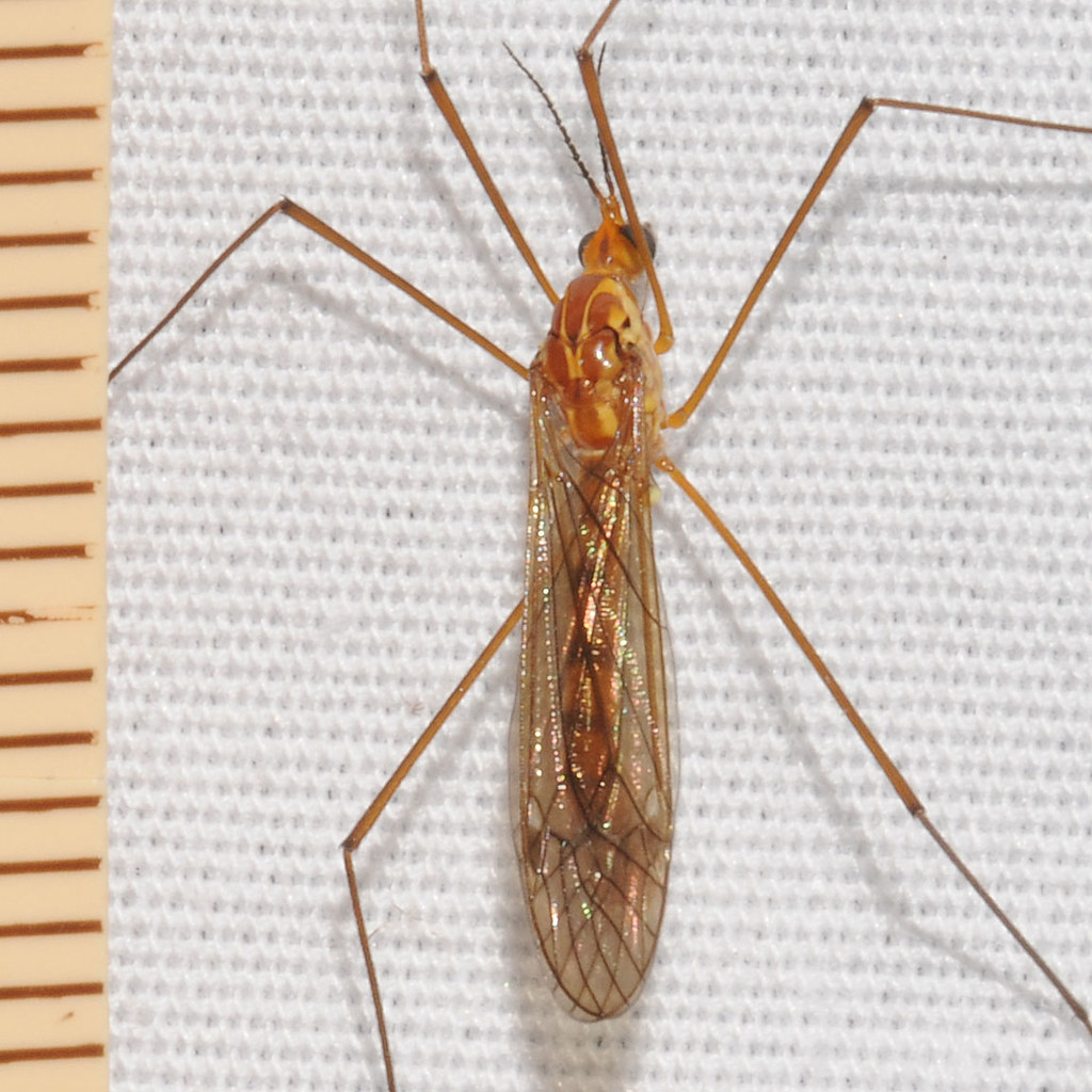 Tiger Crane Fly DSC_4708cc 3 March 29 2012 lenexa mothing … Flickr