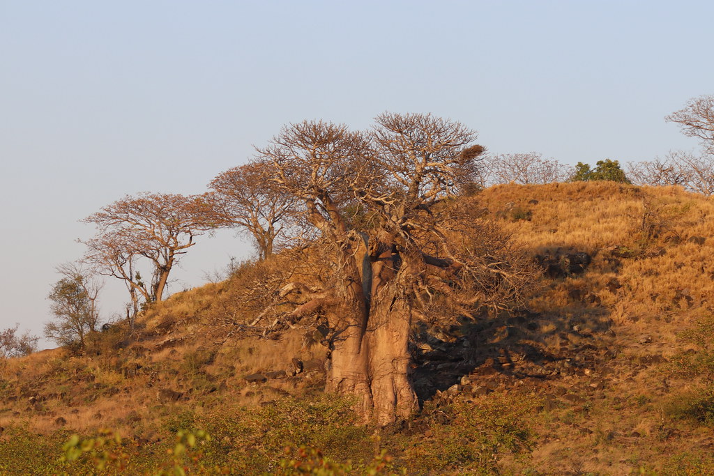 Baobab Tree Kruger National Park, South Africa Rckr88 Flickr