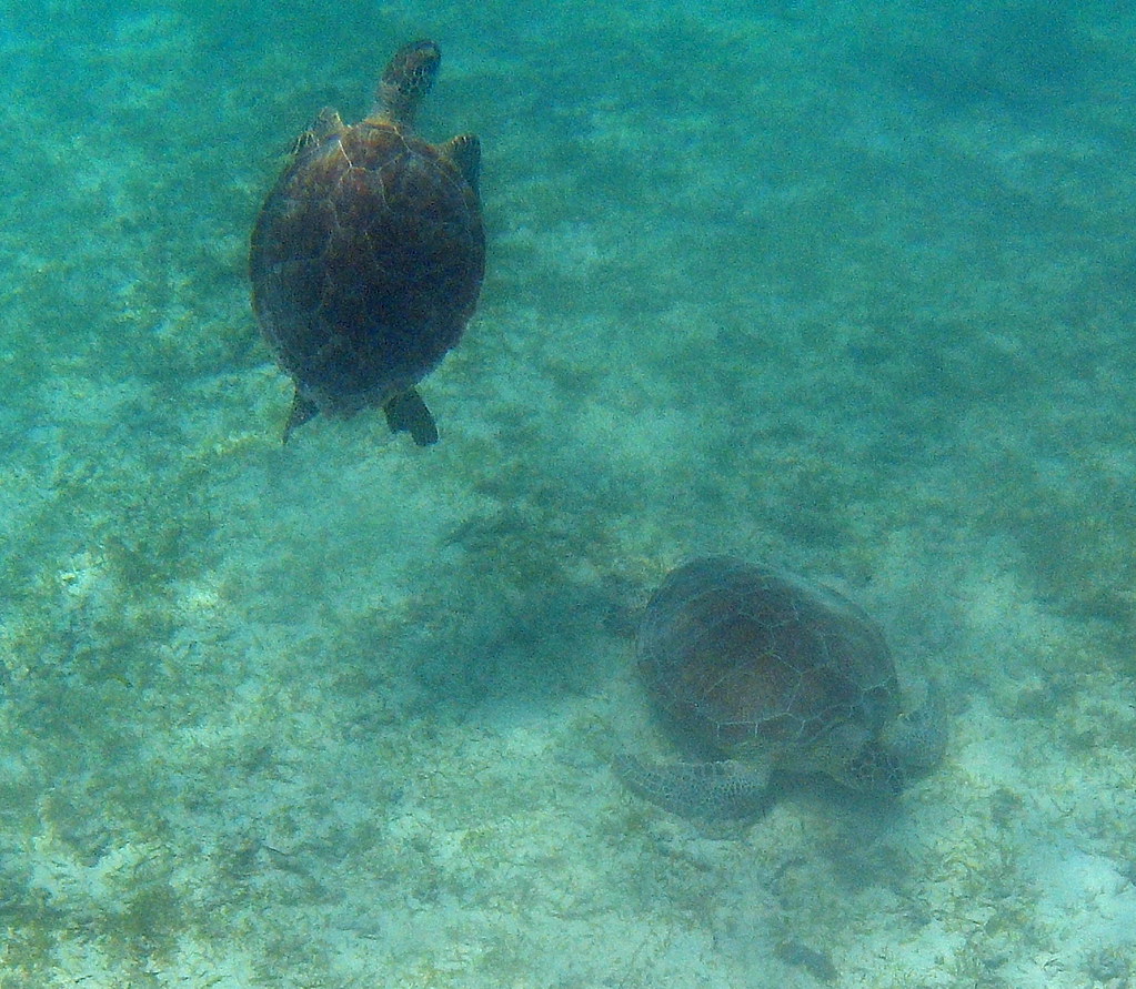 Day 8 2 (of 3) Turtles May 21 Saltwater Pond Bay Flickr