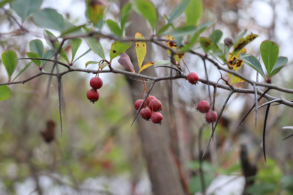 red berries with thorns 1 Mark Kloman Flickr