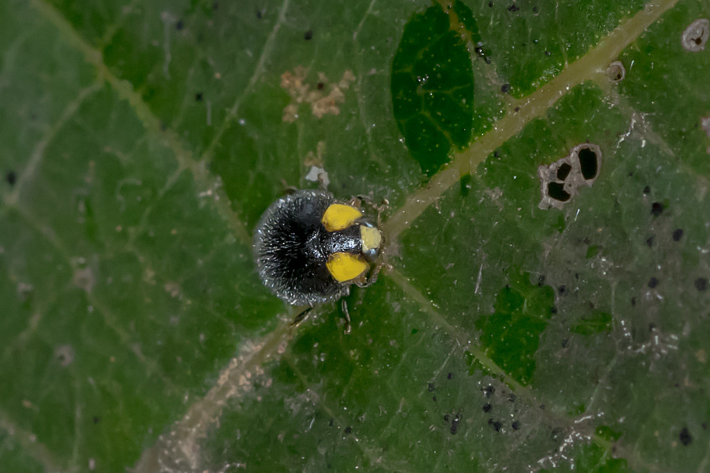 Apolinus lividigaster Yellowshouldered Ladybird Flickr