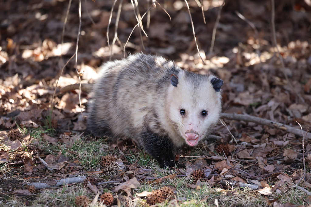 OPOSSUM Opossums, sometimes called possum, benefit your ga… Flickr