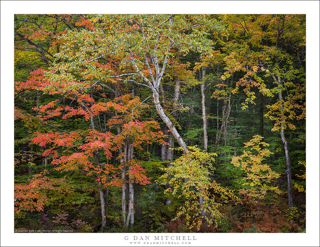 New Hampshire Forest, Autumn New Hampshire Forest, Autumn.… Flickr