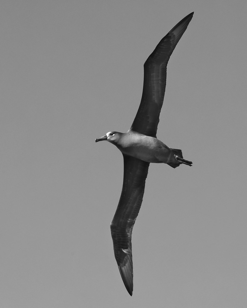 BlackFooted Flight A blackfooted albatross is one of the… Flickr