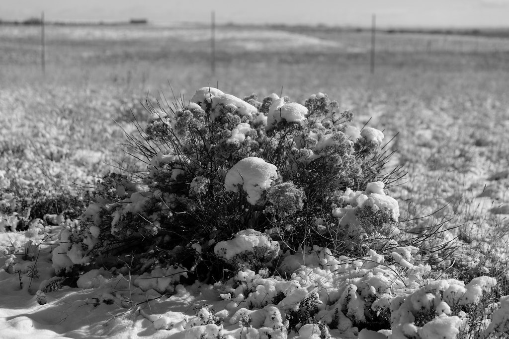 Snow Caps ddurham000 Flickr