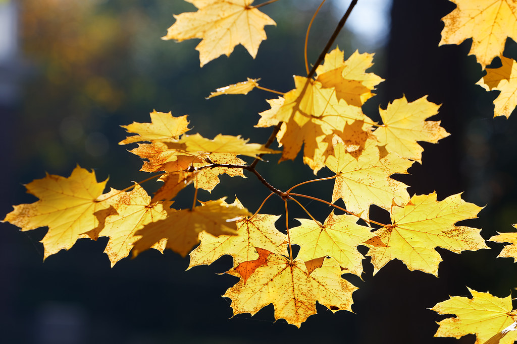 I'll just leaf this here Maple leaves, De Pere, Wisconsin … Flickr