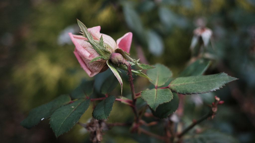 Autumn Roses After The Freeze Decided to do a "rosey" da… Flickr