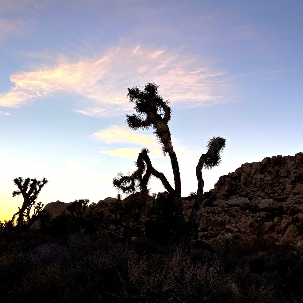 Yucca brevifolia. November 2022. Ashlie Laydon Flickr