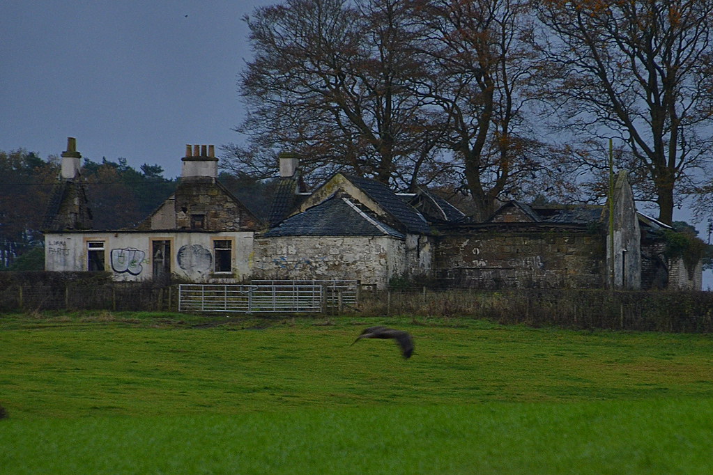 Buzzard Auchentibber Farm Blantyre James Brown Flickr