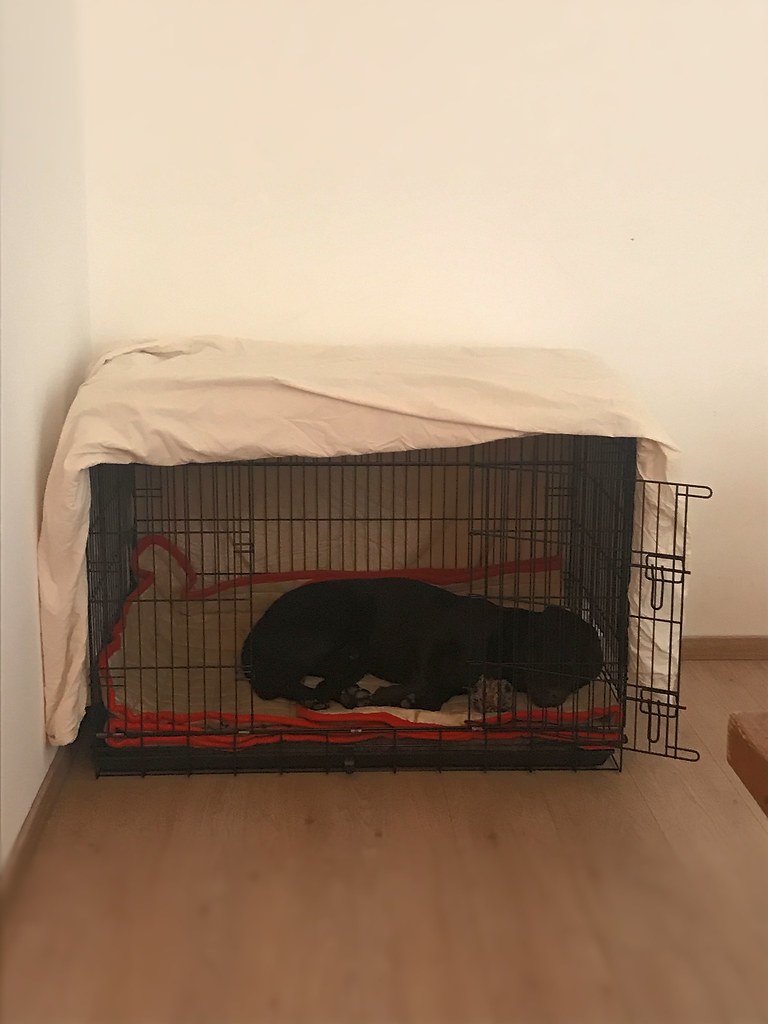 dog in a crate victoria Flickr