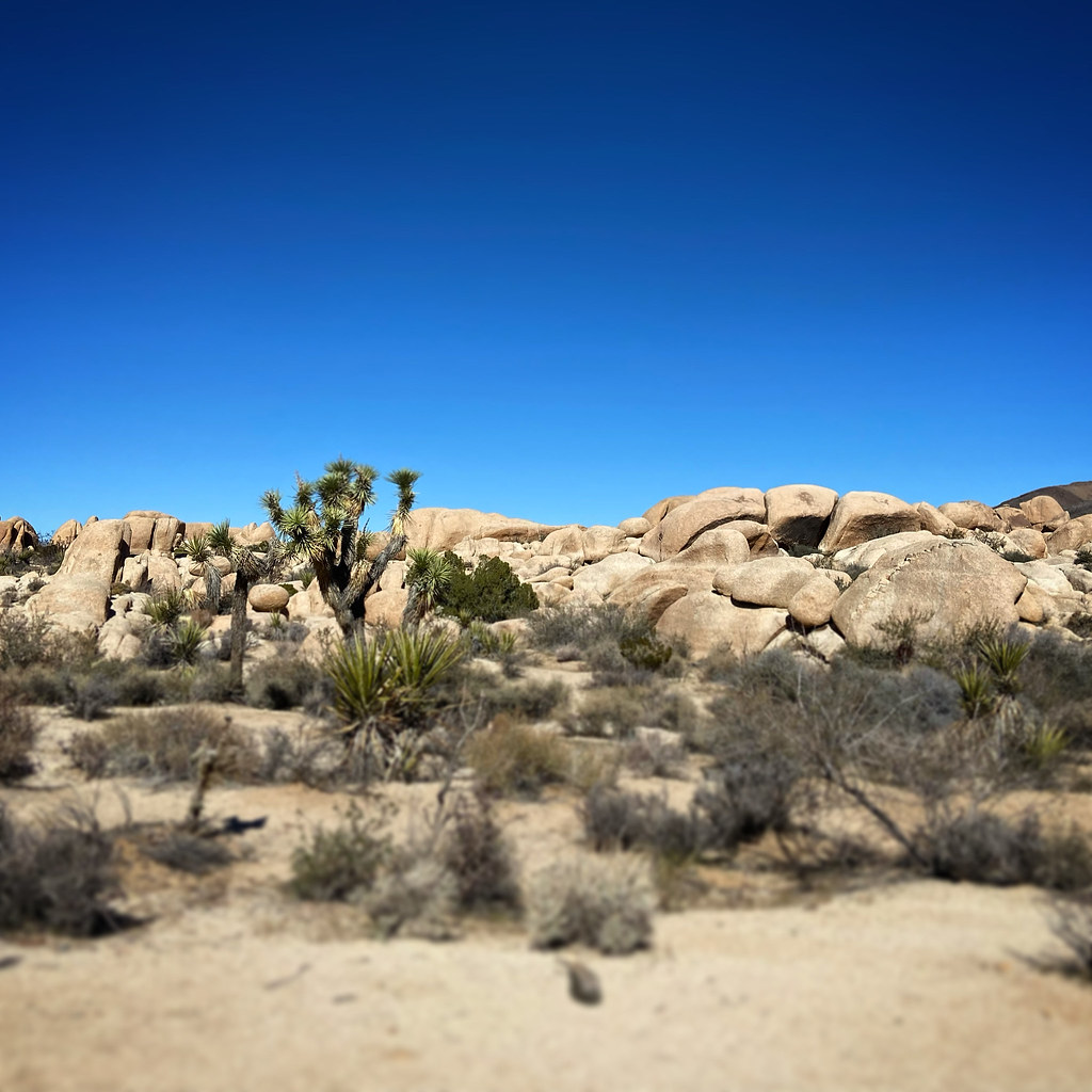 Yucca brevifolia. November 2022. Ashlie Laydon Flickr