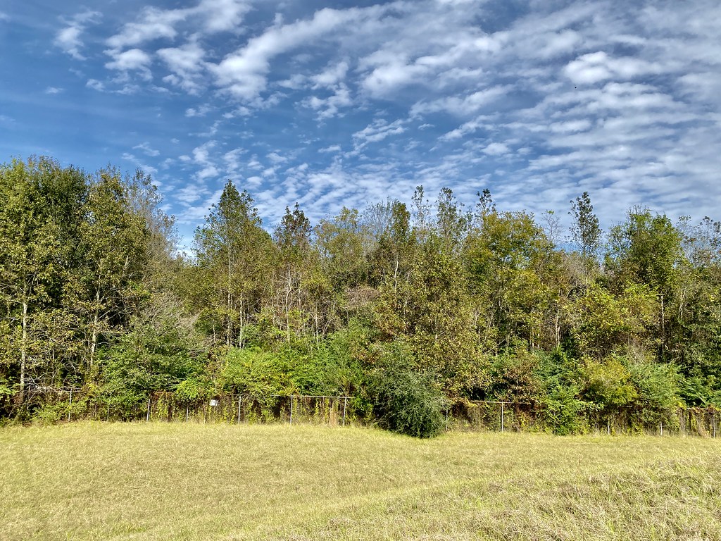 W. Irene Rd. impoundments Habitat shot for eBird List Flickr