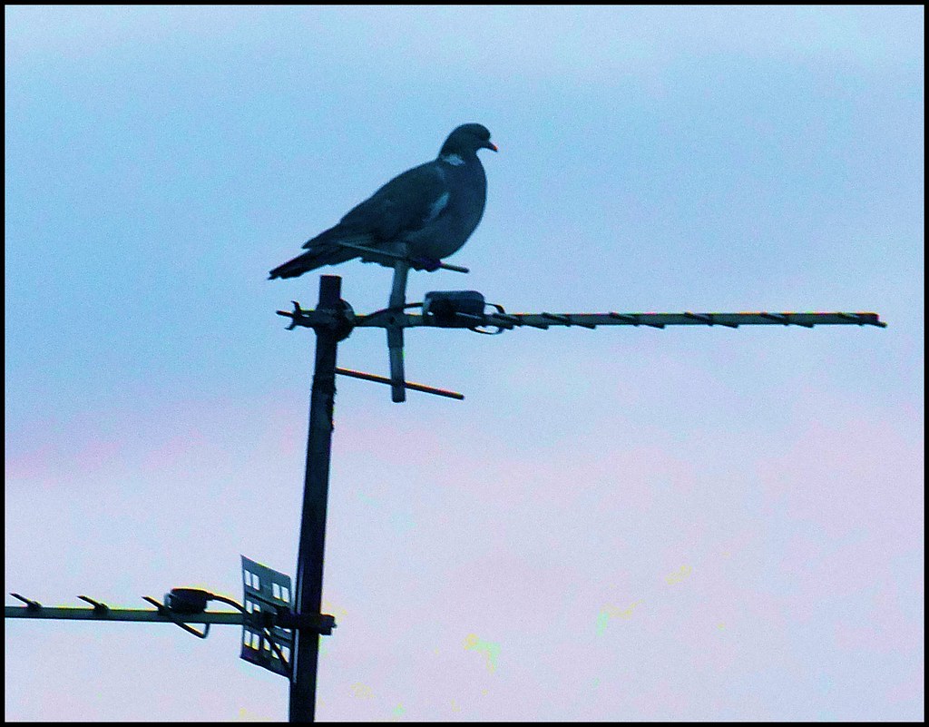 Morning Pigeon Morning Pigeon tina negus Flickr