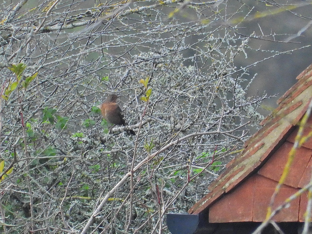 Blackbird, Cuckmere Haven, Nov 17 2022, P1 (4) Mixed serie… Flickr