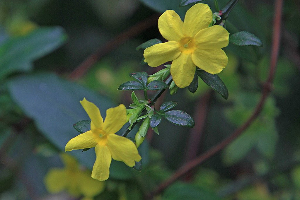 Winter flowering Jasmine Winter flowering Jasmine Flickr