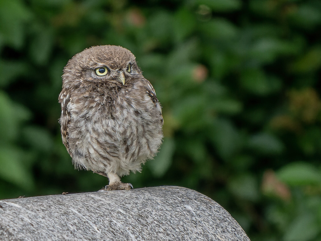 Little Owl Yorkshire...from the archives OLYMPUS DIGITAL C… Flickr