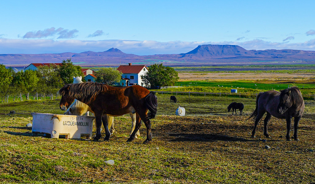Icelandic Horse, Tjorneshreppur (Iceland) The Icelandic ho… Flickr