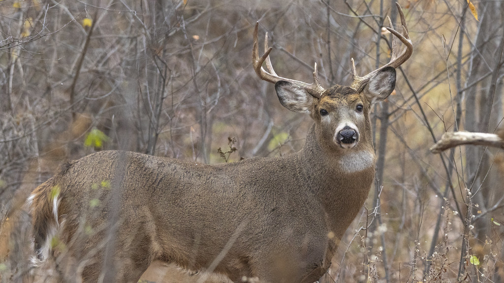 animals Logan Selinski Flickr