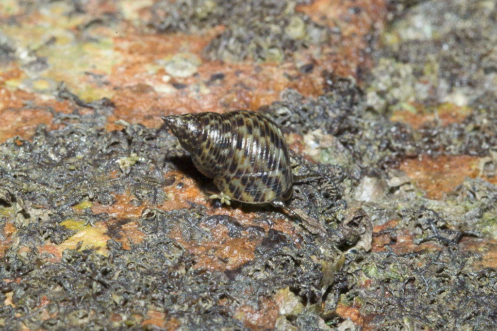 Rock periwinkle snail (Family Littorinidae) More about the… Flickr