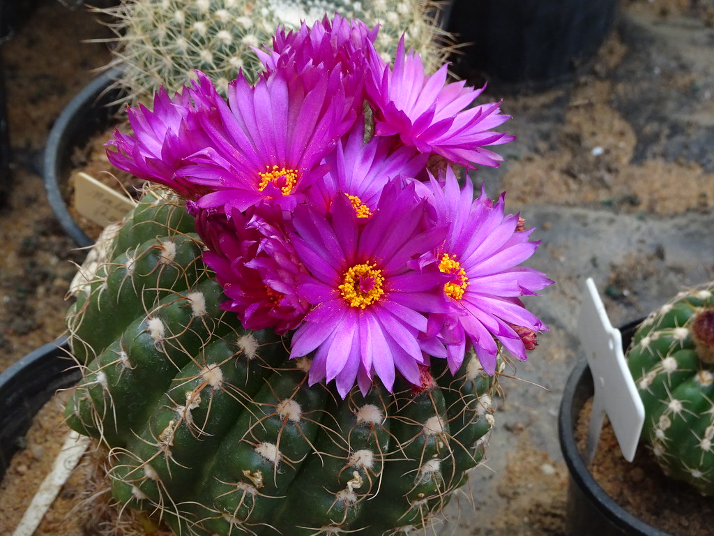Gilgandra. Pink cacti flowers in Orana Cactus World. Flickr