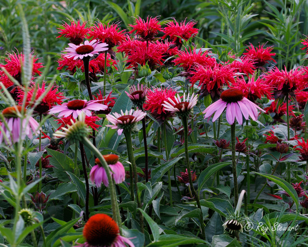 mix coneflower beebalm Raymond Stewart Flickr