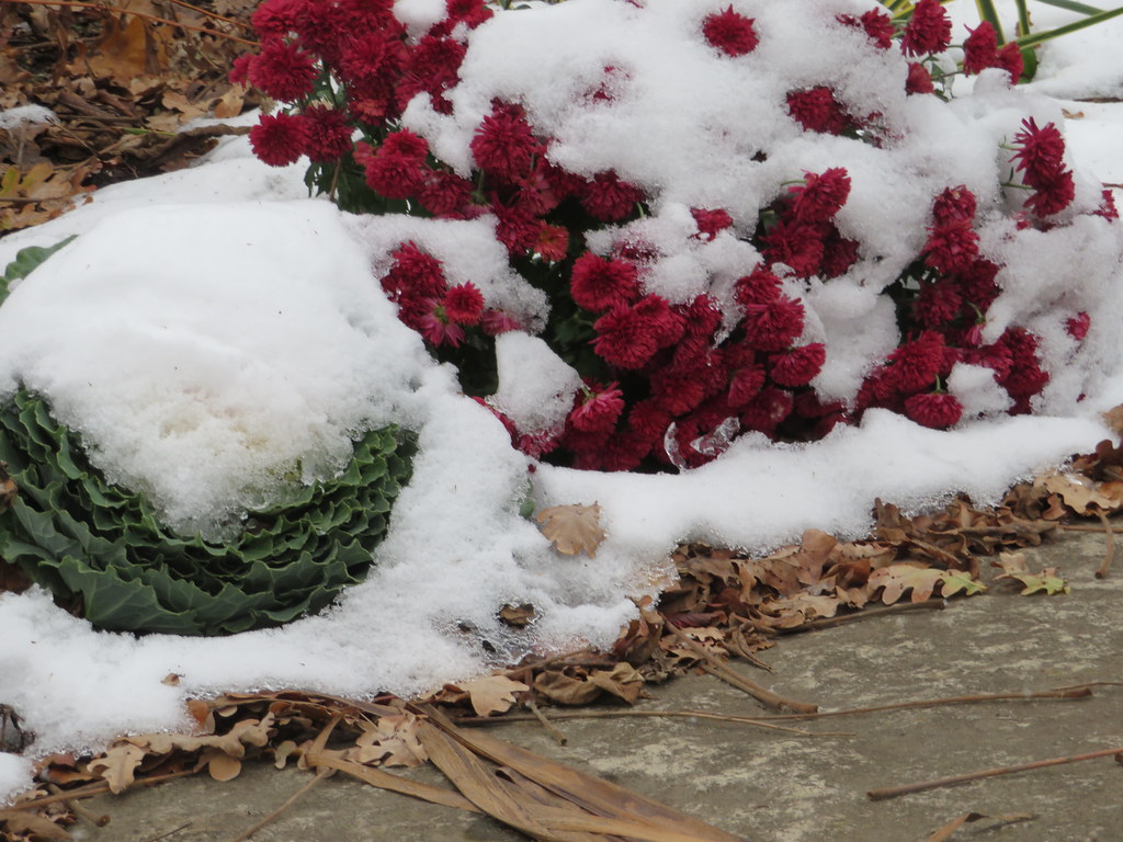 Flowers still blooming (2 of 3) One of three photos taken … Flickr
