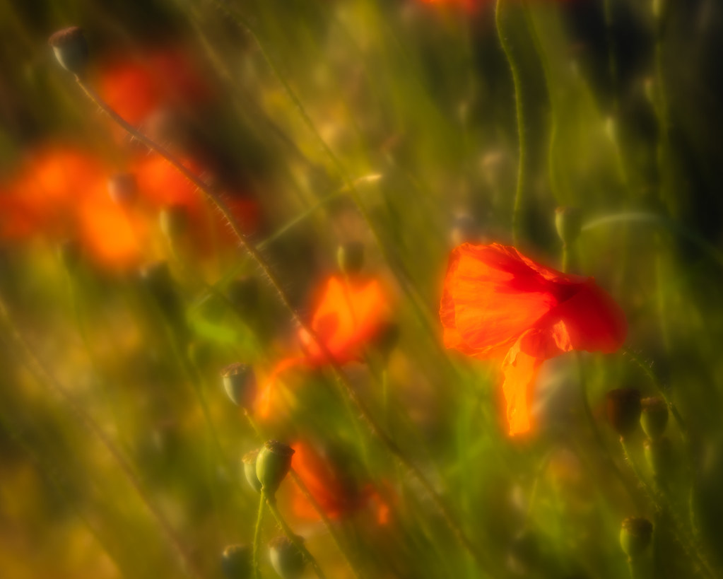 Memory of summer Rob Lavers ARPS Flickr