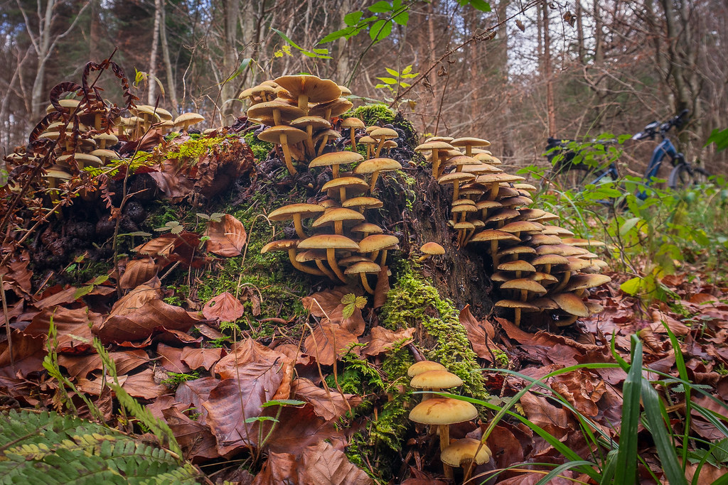 Mushroom mountain Suzanne Flickr