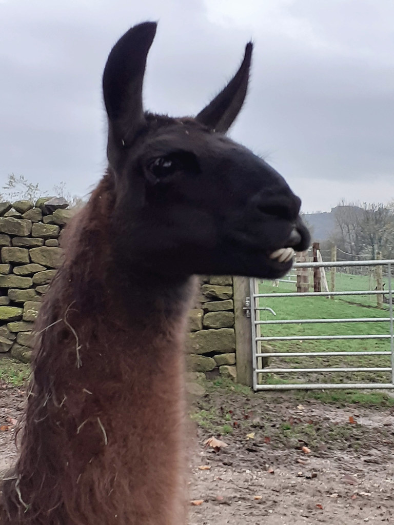 Llama grin Nidderdale, Yorkshire Penny Welford Flickr
