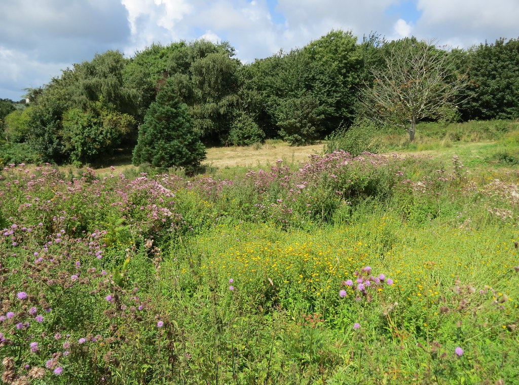 Woodbine Corner NR, Jersey 13.8.2014 Steven Falk Flickr