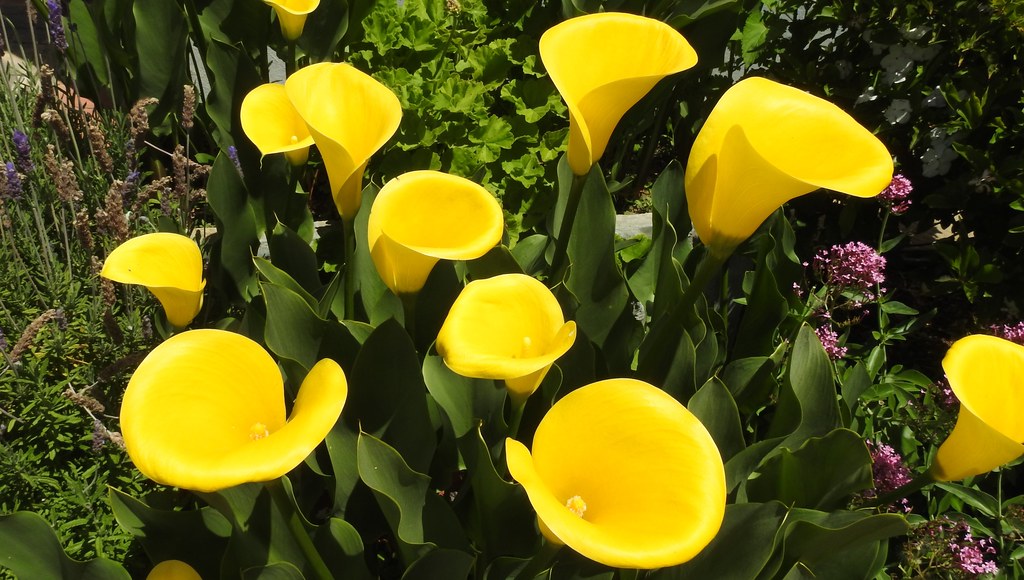 Stunning Arum lilies Norm Johnson Flickr