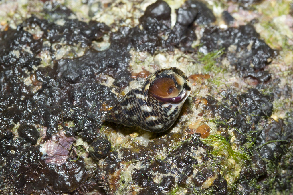 Rock periwinkle snail (Family Littorinidae) More about the… Flickr