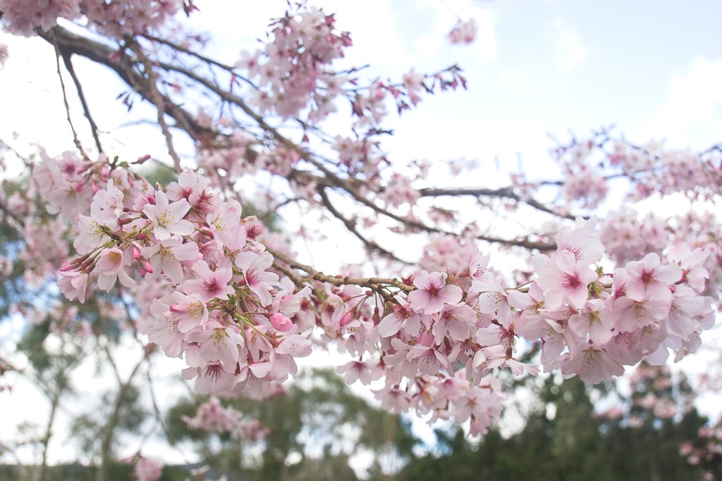 Blossom festival in Upper Hutt Flickr