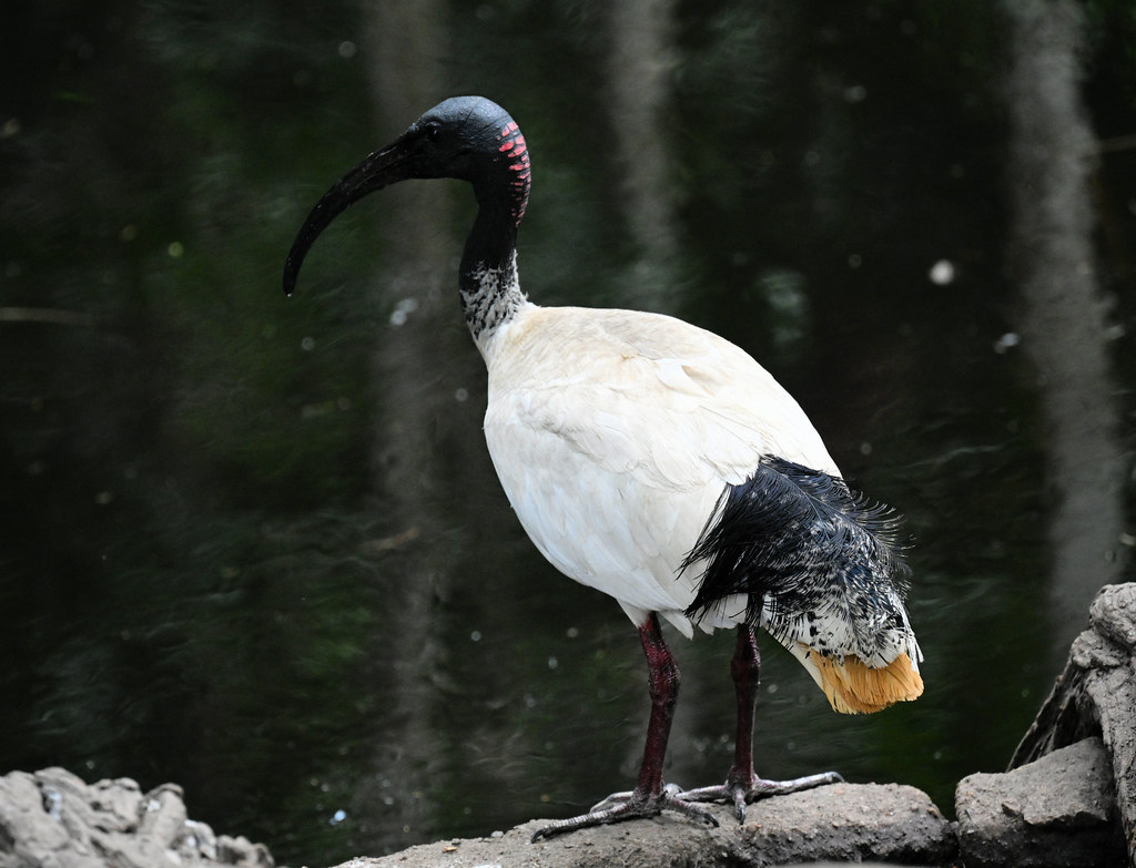 Bin chicken Austrlian White Ibis ((Threskionis molucca) Flickr