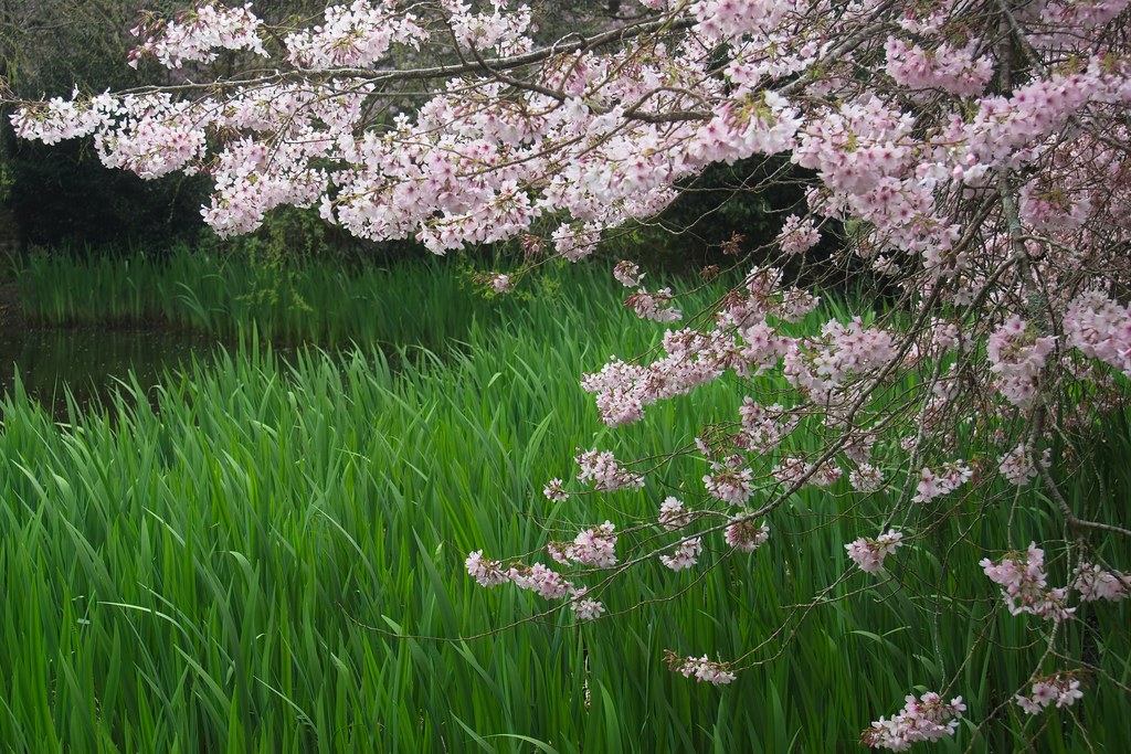 Blossoms by the stream Blossom Valley, Aston Norwood Garde… Flickr