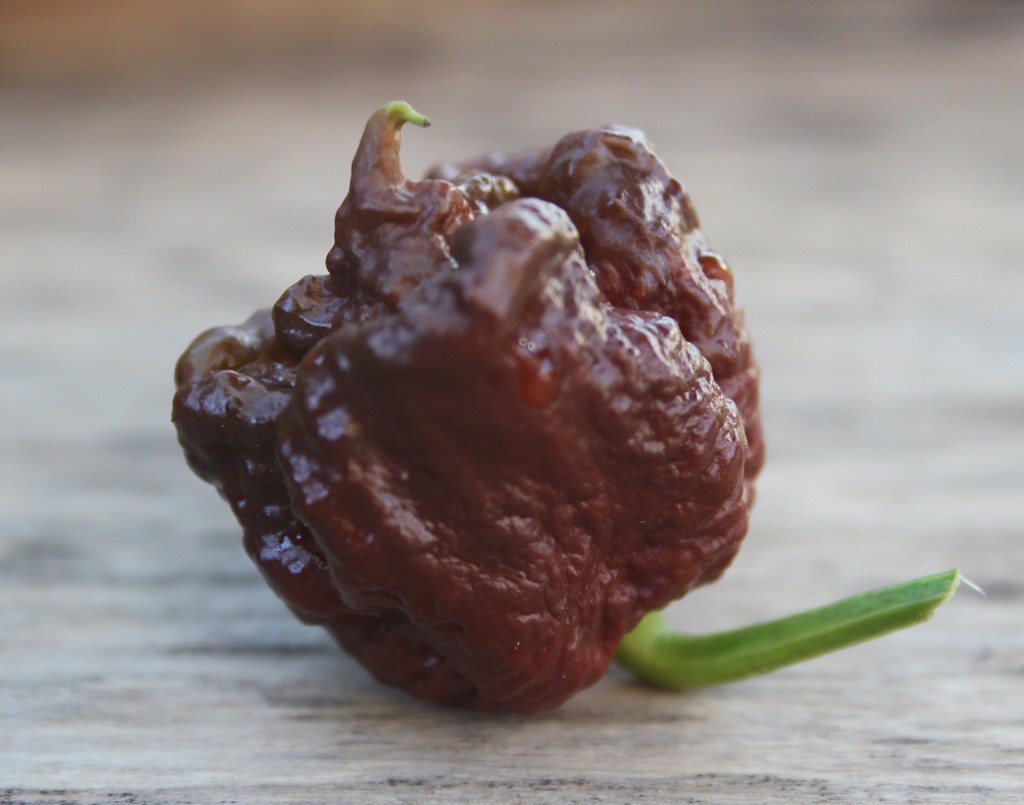 Carolina reaper chocolate Carolina reaper chocolate Flickr