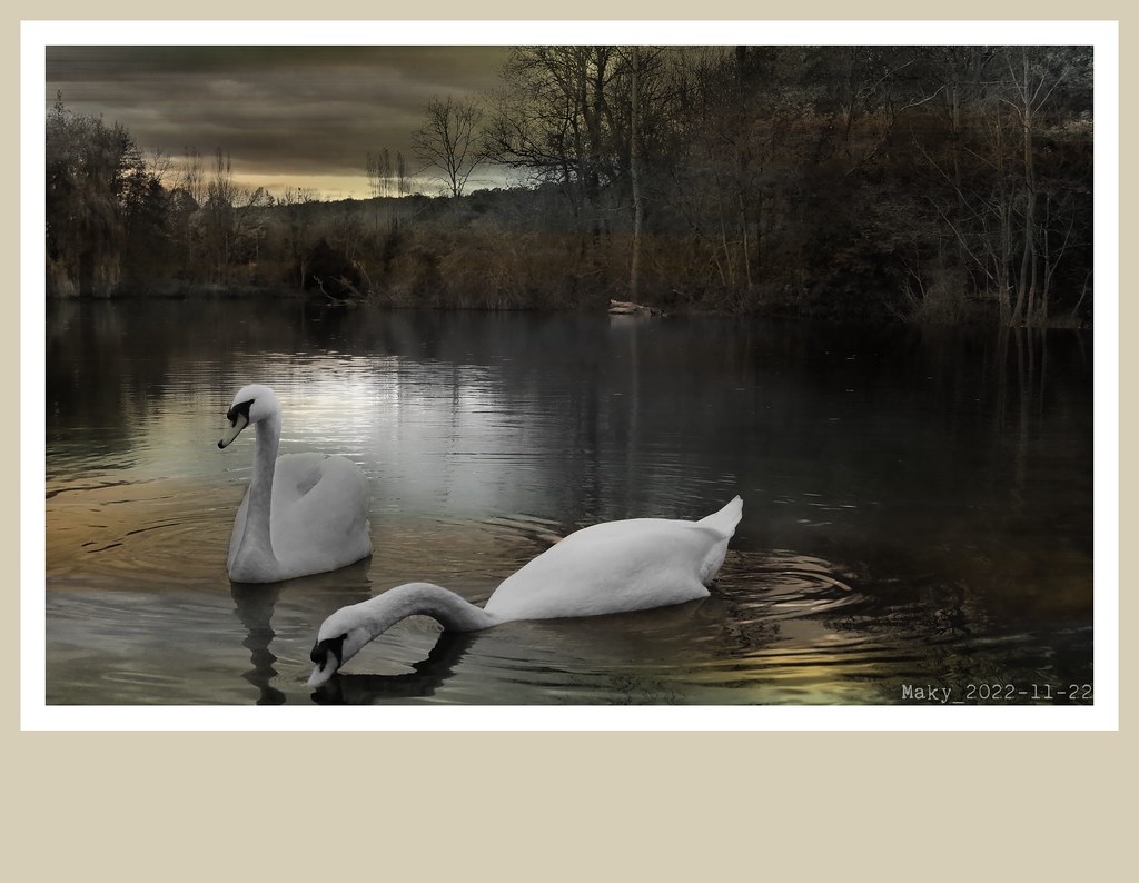 20221122_Un signe de toi... et j'accours ! 😘 Maky de Chaintre Flickr