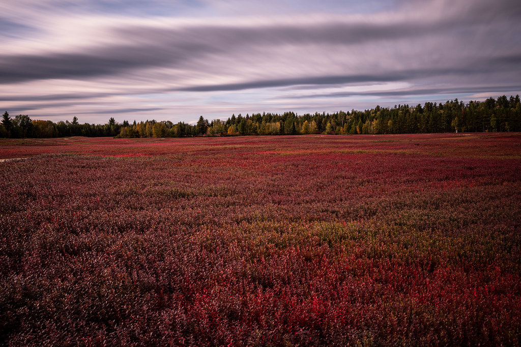 Bleuetière, lac SaintJean Marc Girard Flickr