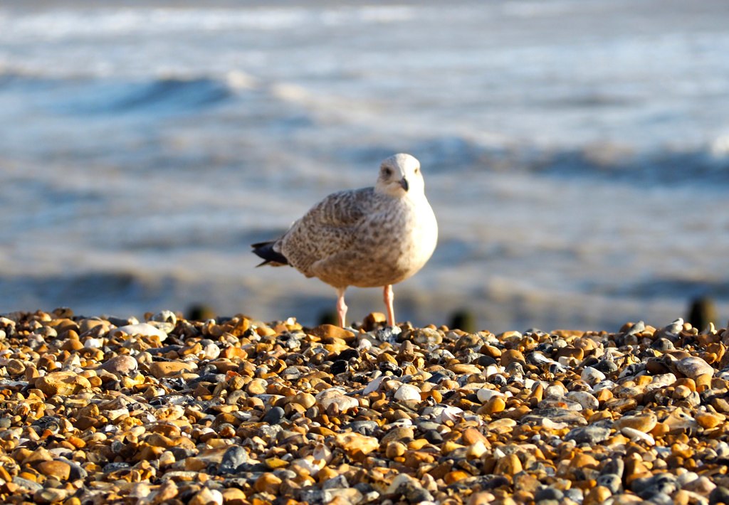 Baby Herring Gull elainedanderson Flickr