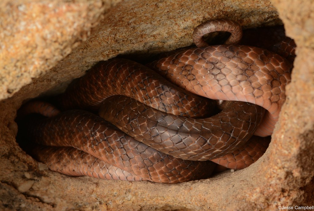 Brown Tree Snakes (Boiga irregularis). Sydney, NSW Jesse Campbell