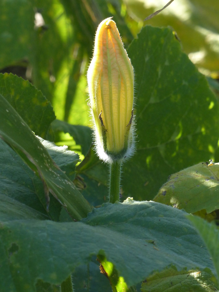 Male Squash Blossom Cerena Childress Flickr