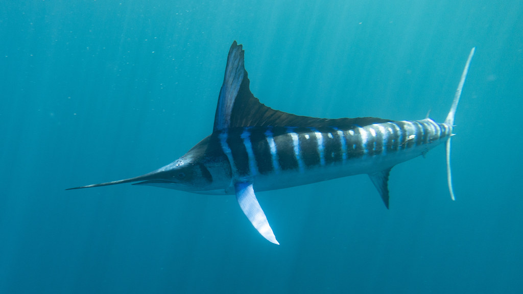 Striped Marlin (DSC06353_marlin2) Magdalena, B.C.S. Mexic… Flickr