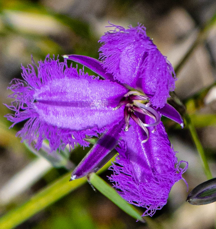 Purple Native Flower annie williams Flickr