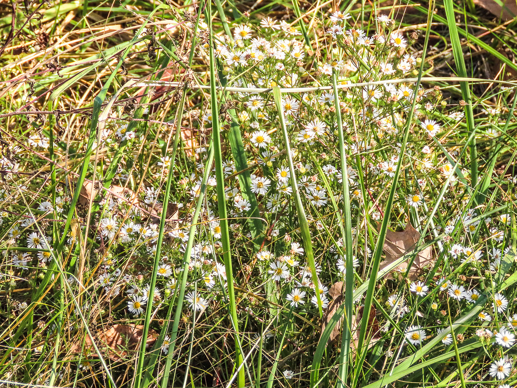 Frost Aster Frost_Aster_102322_1047_3293_Long_Run_Park,_KY