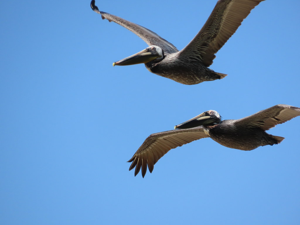Brown Pelicans Brown Pelicans in flight over the beach at … Flickr