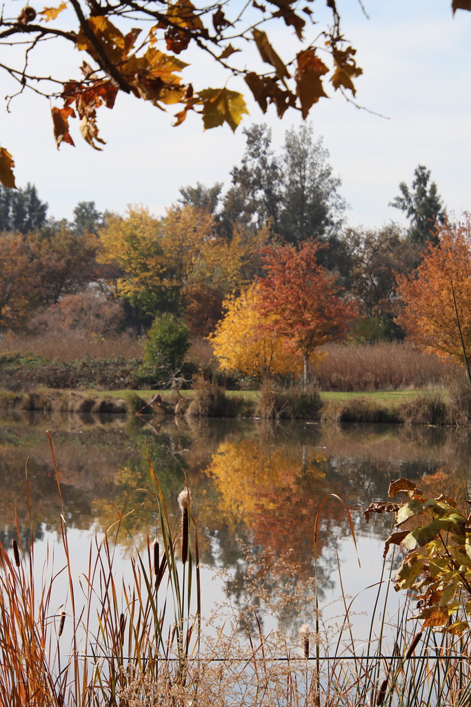 Autumn Serenity Camden Lake Park, Elk Grove, CA Karen Skelton Flickr
