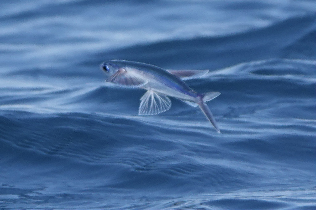 flying fish, Tybee pelagic Rich Hall Flickr