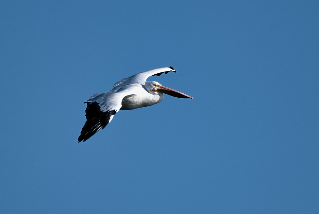 White Pelican Landing Approach On the Mississippi River at… Flickr